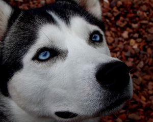 Preview wallpaper dog, husky, blue-eyed, spotted