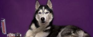 Preview wallpaper dog, husky, box, lies, spotted