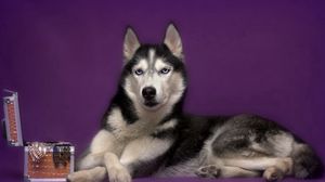 Preview wallpaper dog, husky, box, lies, spotted