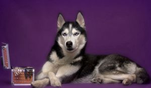 Preview wallpaper dog, husky, box, lies, spotted