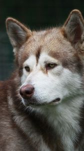 Preview wallpaper dog, husky, color, look, watch