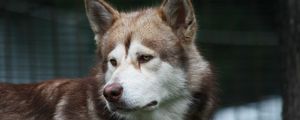 Preview wallpaper dog, husky, color, look, watch