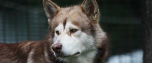 Preview wallpaper dog, husky, color, look, watch