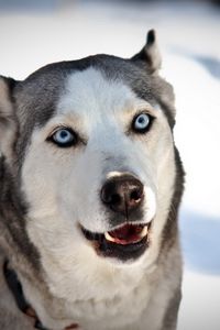 Preview wallpaper dog, husky, face, blue-eyed, snow