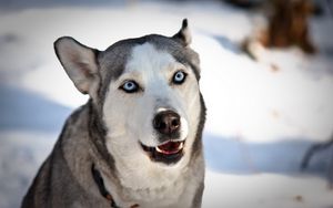 Preview wallpaper dog, husky, face, blue-eyed, snow