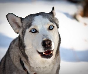 Preview wallpaper dog, husky, face, blue-eyed, snow