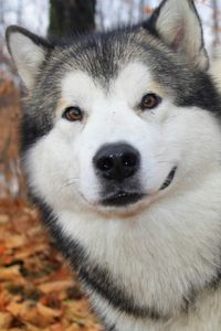 Preview wallpaper dog, husky, fluffy, autumn