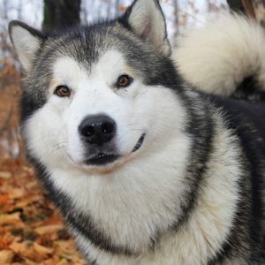 Preview wallpaper dog, husky, fluffy, autumn