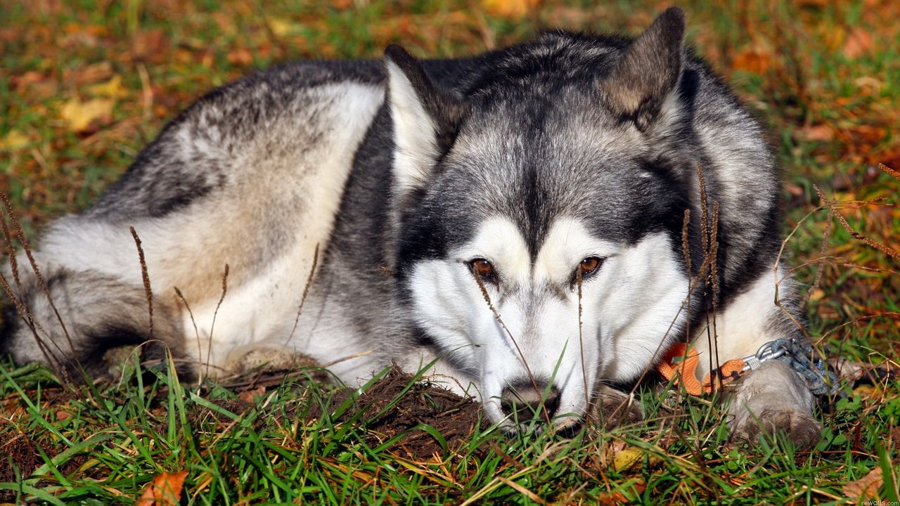 Wallpaper dog, husky, grass, lie down, waiting, sadness
