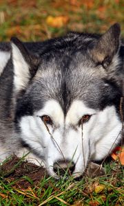 Preview wallpaper dog, husky, grass, lie down, waiting, sadness
