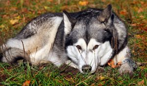 Preview wallpaper dog, husky, grass, lie down, waiting, sadness