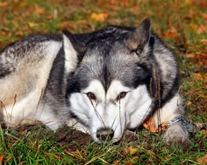 Preview wallpaper dog, husky, grass, lie down, waiting, sadness