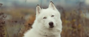 Preview wallpaper dog, husky, grass, wool