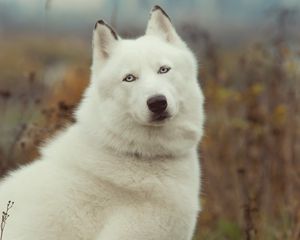 Preview wallpaper dog, husky, grass, wool