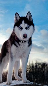 Preview wallpaper dog, husky, look, spotted, muzzle
