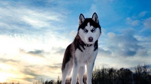 Preview wallpaper dog, husky, look, spotted, muzzle