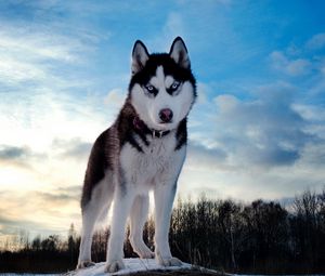 Preview wallpaper dog, husky, look, spotted, muzzle