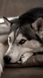 Preview wallpaper dog, husky, look