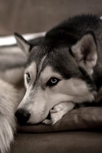 Preview wallpaper dog, husky, look