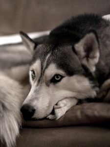 Preview wallpaper dog, husky, look