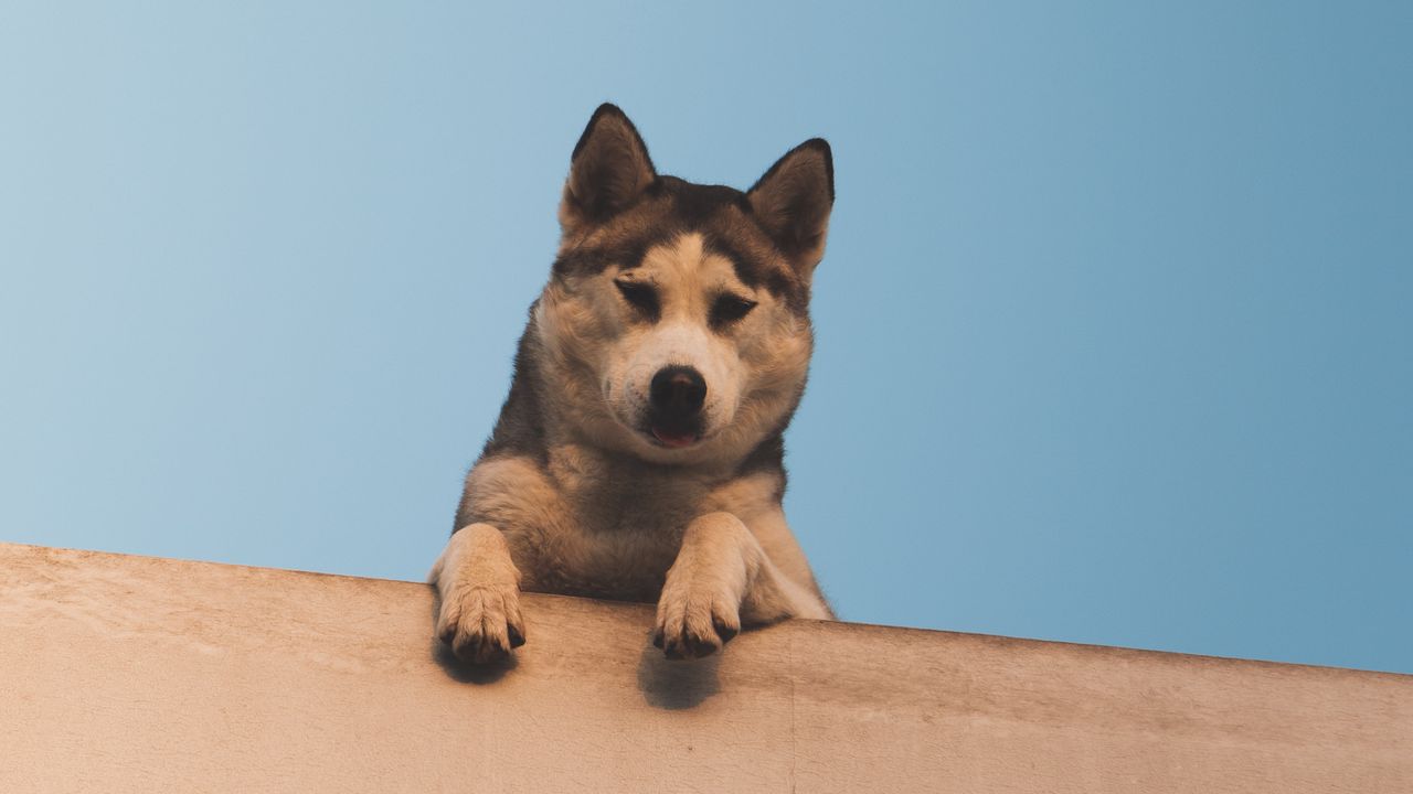 Wallpaper dog, husky, looks, down, wall, sky