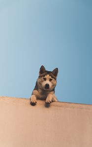 Preview wallpaper dog, husky, looks, down, wall, sky
