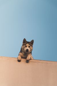 Preview wallpaper dog, husky, looks, down, wall, sky