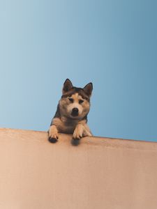 Preview wallpaper dog, husky, looks, down, wall, sky