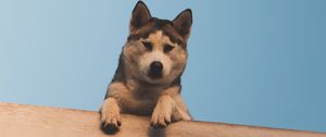 Preview wallpaper dog, husky, looks, down, wall, sky