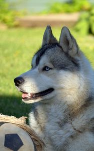 Preview wallpaper dog, husky, lying, grass, ball