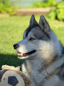 Preview wallpaper dog, husky, lying, grass, ball