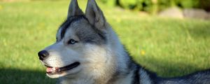 Preview wallpaper dog, husky, lying, grass, ball