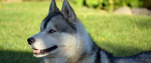 Preview wallpaper dog, husky, lying, grass, ball