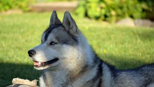 Preview wallpaper dog, husky, lying, grass, ball