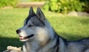 Preview wallpaper dog, husky, lying, grass, ball