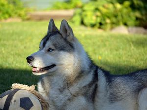 Preview wallpaper dog, husky, lying, grass, ball