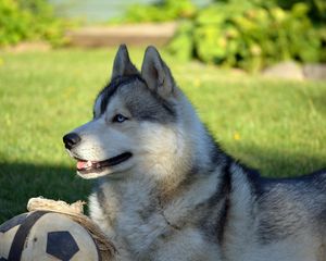 Preview wallpaper dog, husky, lying, grass, ball