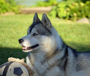 Preview wallpaper dog, husky, lying, grass, ball