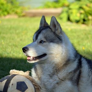 Preview wallpaper dog, husky, lying, grass, ball