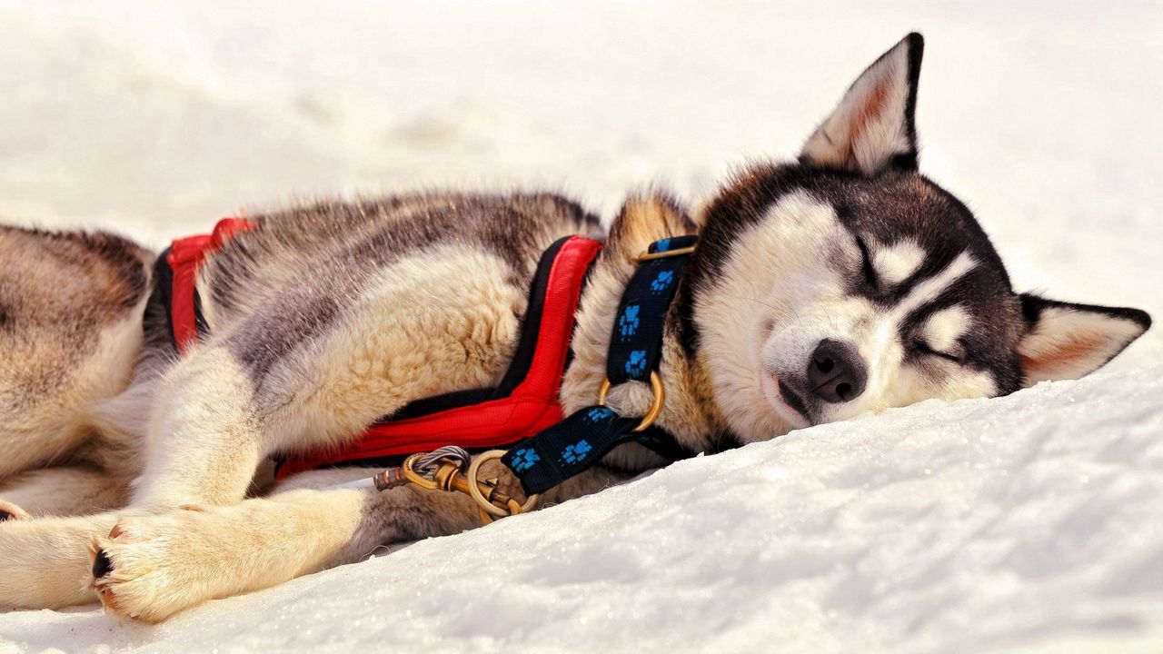 Wallpaper dog, husky, muzzle, sleep, grass, team
