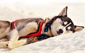 Preview wallpaper dog, husky, muzzle, sleep, grass, team