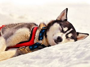 Preview wallpaper dog, husky, muzzle, sleep, grass, team