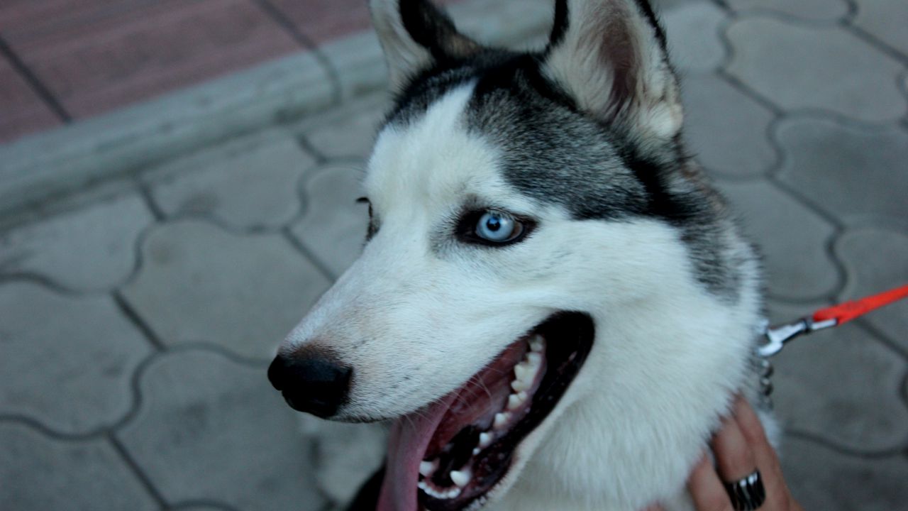 Wallpaper dog, husky, muzzle, eyes, collar