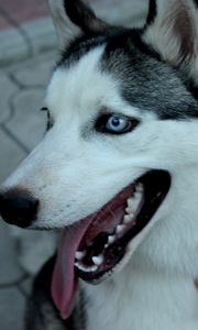 Preview wallpaper dog, husky, muzzle, eyes, collar