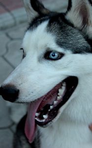 Preview wallpaper dog, husky, muzzle, eyes, collar