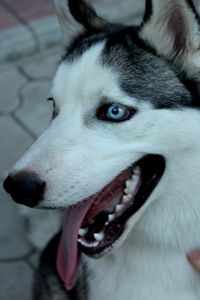 Preview wallpaper dog, husky, muzzle, eyes, collar