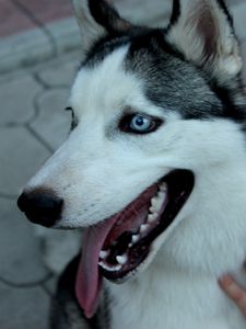 Preview wallpaper dog, husky, muzzle, eyes, collar