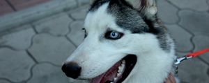 Preview wallpaper dog, husky, muzzle, eyes, collar