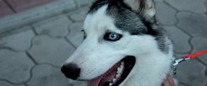 Preview wallpaper dog, husky, muzzle, eyes, collar