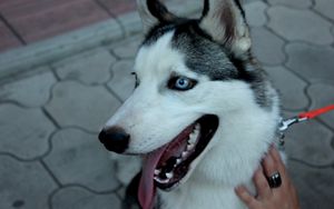 Preview wallpaper dog, husky, muzzle, eyes, collar